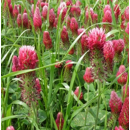 Trèfle incarnat - Cicero - BIO