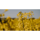 SY Alibeat | Hybrider Winterraps