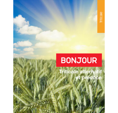 Triticale - Bonjour