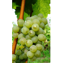 Keltertraube - Grüner Silvaner - ST 90 - Unterlage S04