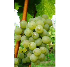 Keltertraube - Grüner Silvaner - ST 90 - Unterlage S04
