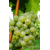 Keltertraube - Grüner Silvaner - ST 90 - Unterlage S04