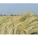 Cebada de invierno - KWS OVNIS
