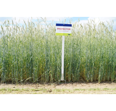 Winterroggen - Futterroggen - Protector BIO