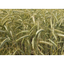 Sommertriticale - Toristo ÖKO