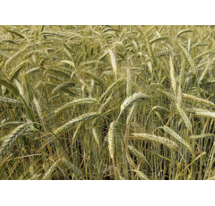 Sommertriticale - Toristo ÖKO