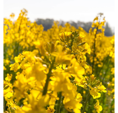 Moutarde blanche - Rota - BIO