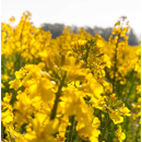 Moutarde blanche tardive - Sigma