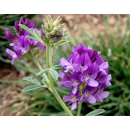 Alfalfa - Aragón - R1 y R2