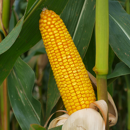 Saatmais - MAS 24.C (S280 K260) MAS SEEDS