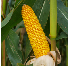 Saatmais - MAS 24.C (S280 K260) MAS SEEDS