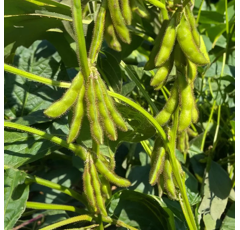 Soja 000 - CANTATE PZO BIO