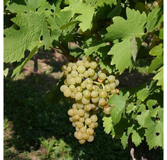 Keltertraube - Ortega - Wue 30 - Unterlage SO4