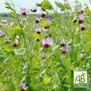 Pois fourrager de printemps - Milwa - BIO