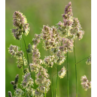Dactyle tardif - Donata