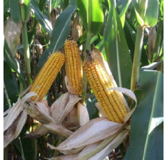 Saatmais - MAS 306.P (K270) MAS SEEDS