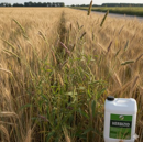 Menhir (Current PI) | Herbizid