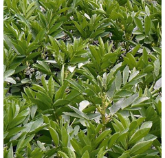 Féverole d'hiver - Wizard