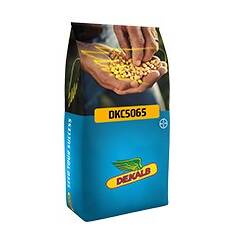 Maïs grain demi-tardif - DKC 5065 - 410/460