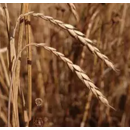 Albertino - Winterdinkel