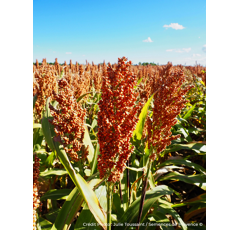 Sorgho grain roux précoce - Ruby
