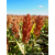 Sorgho grain roux précoce - Ruby