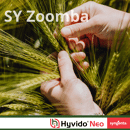SY Zoomba - Hybride Wintergerste