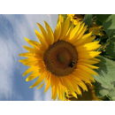 Sonnenblume - LS Luminal