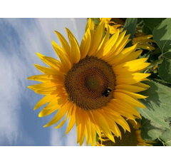 Sonnenblume - LS Luminal