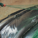 Filet anti oiseaux 12 x 20 m