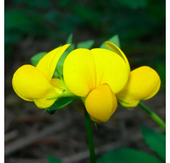 Lotier corniculé - Fabio