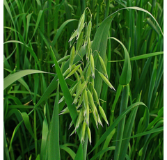 Avoine rude - Luxurial