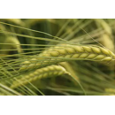 SY Dakoota - Hybride Wintergerste