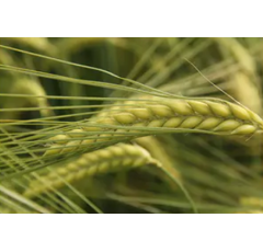 Orge d'hiver fourragère hybride - SY Dakoota