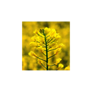 Colza forrajera - Wilma - R1