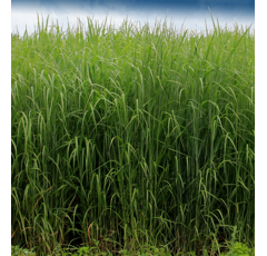 Switchgrass - RC_Big Rock