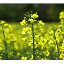 Gelbsenf / Weißer Senf - ROTA