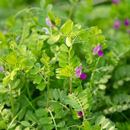 Sommerwicke - Gravesa - BIO
