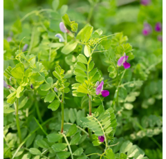 Vesce commune d'hiver - Gravesa - BIO