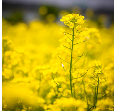 CHEETA | Hybrider Winterraps