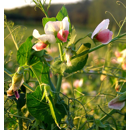 Guisante forrajero de primavera - Rif - R1