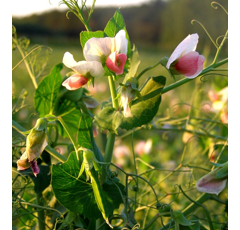 Pois fourrager de printemps - Rif