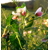 Pois fourrager de printemps - Rif