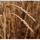 Winterdinkel - Rheingold