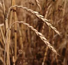 Winterdinkel - Rheingold