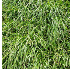 RGA tétraploïde tardif - Melfrost