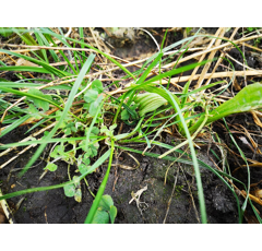 Zwischenfruchtmischung - TerraLife SoilProtect