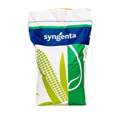 Saatmais - SY Glorius (S260 K250) SYNGENTA