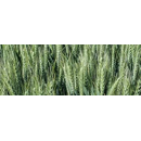 Trigo blando de invierno- Idalgo - Aristado