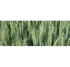 Trigo blando de invierno- Idalgo - Aristado